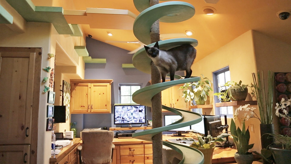 This guy turned his house into an amusement park for cats - Komando.com