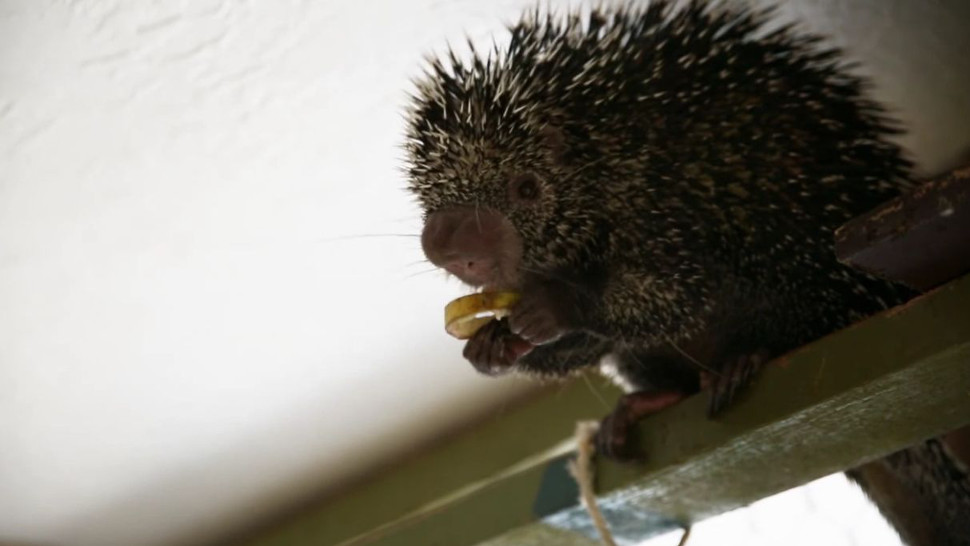 What does a porcupine sound like?