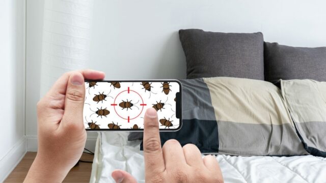 Do you have bedbugs? Find out with this app