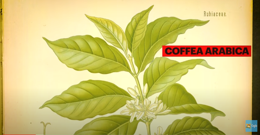 The interesting history of coffee