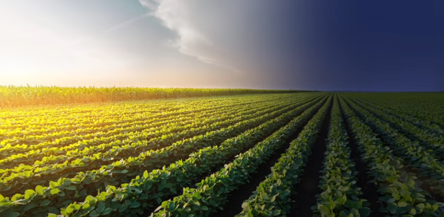 Farming of the future: How tech impacts the food we eat