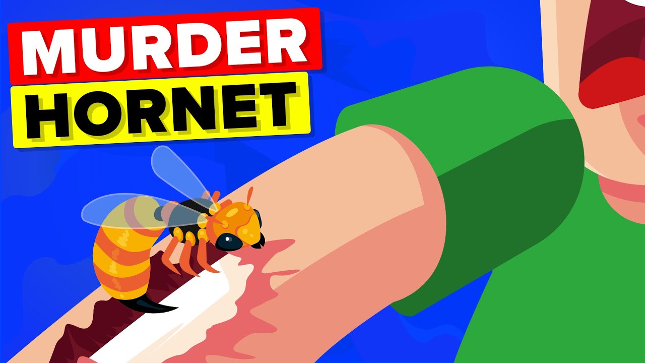 How painful is a sting from a Murder Hornet?