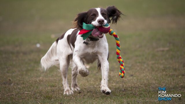 The best puzzles and toys to get your dog's mind working