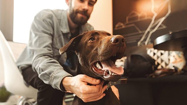 The best way to keep an eye on your pets inside and out