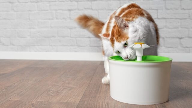 11 must-have pet products dog and cat owners swear by