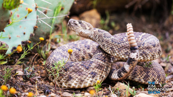 It's rattlesnake season! See if you can spot the snake hiding in this photo