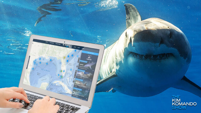 Headed to the beach? This tracker shows you where sharks are lurking