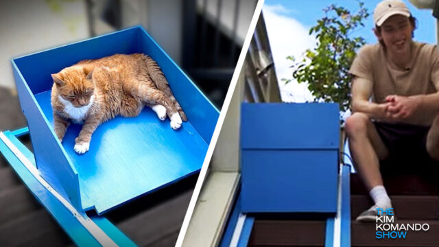 You have to see this: A YouTuber built an elevator for his 20-year-old cat