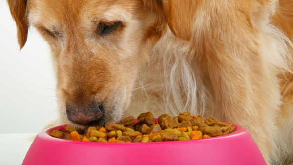 Here's what I feed my Golden Retriever, Abby! She loves it and your dog will, too