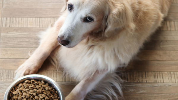 Dog owners, don't make this mistake that can years off your furry friend's life