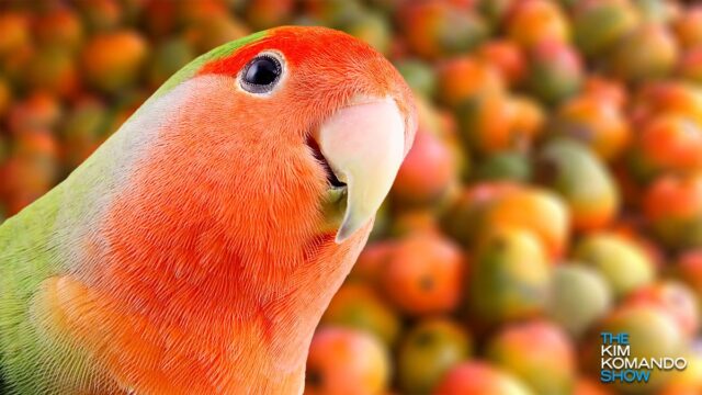 This impossible brainteaser challenges you to find the hidden parrot in this pile of tasty mangoes